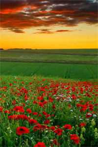 结婚三年，老婆取消和我的领证18次林溪明轩全文免费阅读无弹窗大结局