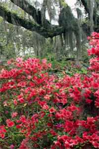 沉入深海将你遗忘林煜深叶清瑶最新章节在线阅读