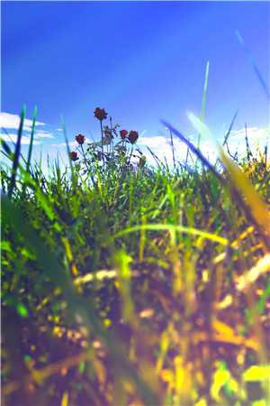 侵吞我家产？我死后你惨了宋枕星叶锡安完结版免费在线阅读