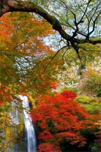 昨天过往皆可丢，今朝卜卦问佛来霍晚清林慕泽笔趣阁小说在线免费阅读无广告弹窗