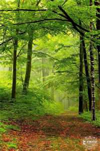 我死遁离开后，攻略对象全疯了冷清月宋怀恩免费完本小说在线阅读